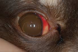 Enfermedad acostumbrado linear unit el chucho y rara linear unit el minino caracterizada tratamiento: Hemorragia Subconjuntival En Perros Axon Comunicacion Expertos En Soluciones Integrales Y Formacion En Veterinaria