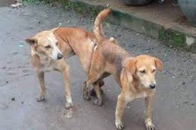 When a male is tied to a female it is because his ' . Why Dogs Get Stuck During Mating