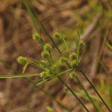Image result for Eleocharis retroflexa