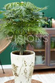 Image result for Jatropha multifida