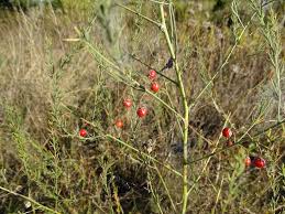 Image result for Asparagus devenishii