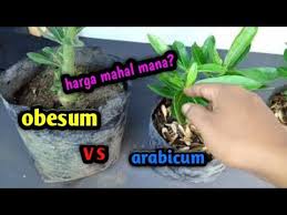 Pin Di Adenium Kamboja Jepang