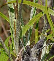 Image result for Xerophyta argentea