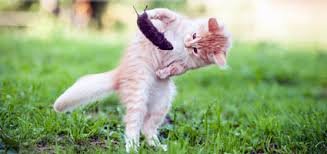Tapeworms are long, white worms that live in an organism's small intestines. Are Tapeworms In Cats Contagious Catster