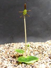 Image result for Dorstenia buchananii