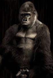 اجمل صور حيوانات اليفة ومفترسة وصور كلاب وقطط مضحكة جدا 2018 gorilla photography secrets big gorilla