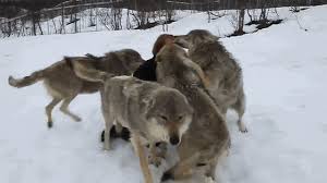 Bekijk meer ideeën over dieren, wolven, wolf kunst. Wolves Loup Gif Find On Gifer