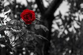 Hd Wallpaper Red Rose Selective Color Photography Black White Flower Black And White Wallpaper Flare Choose from a curated selection of black and white wallpapers for your mobile and desktop screens. red rose selective color photography