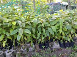 Disini saya paparkan yang apa dikongsikan oleh silver art bengal berkenaan dengan teknik menanam pokok tut agar dapat dimanfaat oleh semua. Aceshooter6 Pokok Ketum