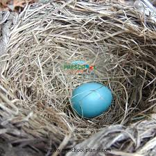Literacy activity ideas for preschool kids. Preschool Birds Theme
