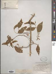 Image result for Opilia amentacea