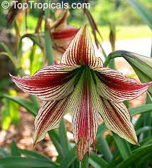 Image result for Hippeastrum sp. cultivars