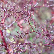 Image result for Dysphania procera