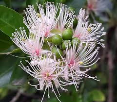 Image result for Capparis citrifolia