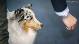 Doch glücklicherweise haben bemühungen engagierter züchter dafür gesorgt, dass es heute wieder. Hunderassen Rassehunde Hunde Lexikon Auf Planet Hund