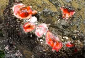 Image result for Pycreus sanguinolentus