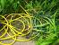 Green Garter Garden Snake