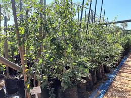 Image result for Berchemia zeyheri