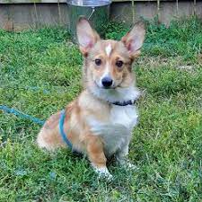 The tails of prairie peak corgi puppies will remain in tact unless other arrangements are made. Columbus Humane Has A Bunch Of Corgis Up For Adoption And The Cuteness Is Unreal
