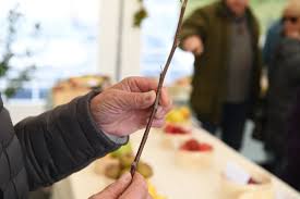 Comment Reussir Sa Greffe De Pommier Etapes Par Etapes Gueret 23000