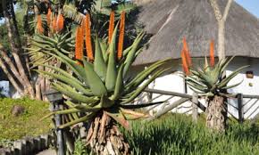 Image result for Heywoodia