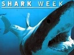 Which shark facts are fishy and which hold water? Shark Week Google Images Shark Week Shark Great White Shark