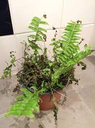 Check spelling or type a new query. Pin By Sarah Hefner On Plants Ferns Fern Plant Plants