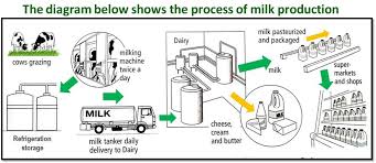 Ielts Writing Task One Process Milk Production Ielts