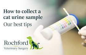 While the cat is in isolation, it is a good time to catch a urine sample. How To Collect A Cat Urine Sample Our Best Tips Rochford Vets