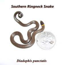 Southern Ringneck Snake A Little Oklahoma Reptile Snake Oklahoma Garden Snakes