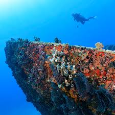 Puerto Rico Scuba Dive Tours Scuba Diving Vieques Puerto Rico