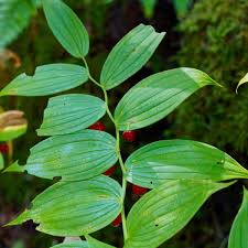 Image result for Jasminum streptopus