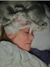 dog owners vigilant at night