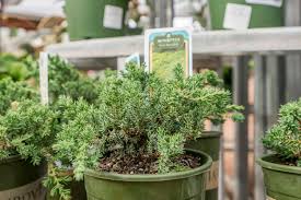 Please help how to take care of yellowing leaves best time to prune how do i get rid of them harvest please help asap! Dwarf Japanese Garden Juniper Desert Horizon Nursery