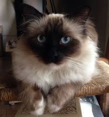 sacre de birmanie birman cat c celine huet sacre de birmanie beaux chats chat sacre de birmanie