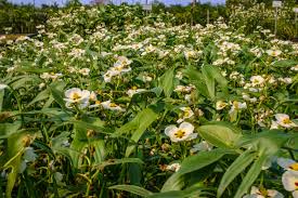 Image result for Fuirena sagittata