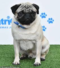 Learn ki… luxury cal king bedroom sets : 900 Pets Ideas In 2021 Pets Dog Breeds Border Terrier Puppy
