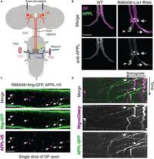 Maybe you would like to learn more about one of these? A Role For Drosophila Amyloid Precursor Protein In Retrograde Trafficking Of L1 Type Cell Adhesion Molecule Neuroglian Cellular Neuroscience Frontiers