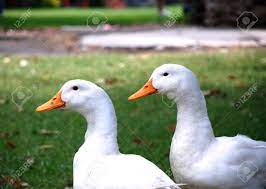 It may also be a domestic duck which has escaped into the wild. Two White Ducks With Orange Beaks On The Green Grass Stock Photo Picture And Royalty Free Image Image 31537260
