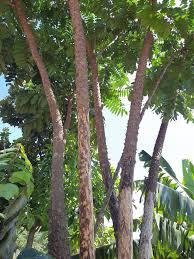 Image result for Dovyalis macrocalyx