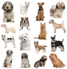 Medium Dog Breeds Chart Goldenacresdogs Com