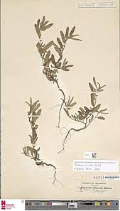 Image result for Corchorus schimperi