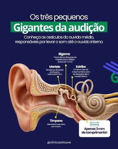 ❕Você sabia que o menor osso do corpo humano está escondido dentro da orelha? Ele se chama estribo e mede, em média, apenas 3 milímetros. Apesar do tamanho, exerce um papel fundamental