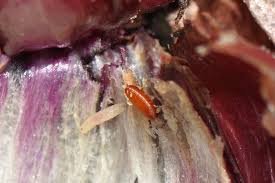 8 hausangebote in gudensberg maden gefunden und weitere 28 im umkreis. Zwiebelfliege An Speisezwiebeln Landwirtschaftskammer Nordrhein Westfalen