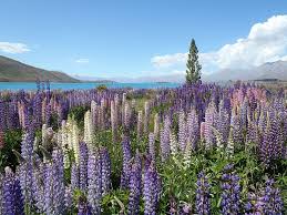 Maybe you would like to learn more about one of these? Hd Wallpaper Aerial Photography Of Purple Flower Field Purple And White Flowers Near Body Of Water During Daytime Wallpaper Flare