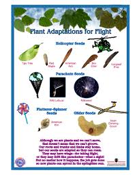 Here S A Nice Poster On Seed Dispersal And Plant Adaptations For Flight Plant Adaptations Plant Science Biology Plants