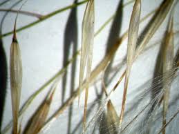 Image result for Stipagrostis uniplumis