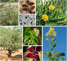 Image result for Nidorella pinnata