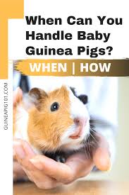 Pin On Guinea Pigs Care