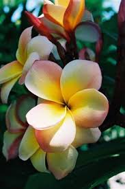 Frangipani Australian Flowers Plumeria Flowers Frangipani